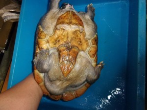 コダック デジタルスチルカメラ