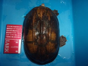 コダック デジタルスチルカメラ