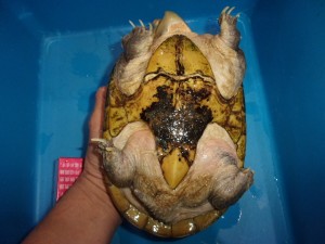 コダック デジタルスチルカメラ